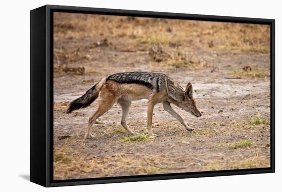 Black-Backed Jackal-Romas Vysniauskas-Framed Stretched Canvas