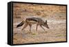 Black-Backed Jackal-Romas Vysniauskas-Framed Stretched Canvas