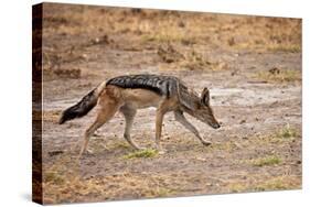 Black-Backed Jackal-Romas Vysniauskas-Stretched Canvas