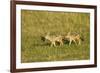 Black-Backed Jackal-Mary Ann McDonald-Framed Photographic Print