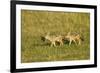 Black-Backed Jackal-Mary Ann McDonald-Framed Photographic Print