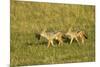 Black-Backed Jackal-Mary Ann McDonald-Mounted Photographic Print