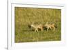 Black-Backed Jackal-Mary Ann McDonald-Framed Photographic Print