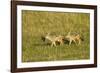 Black-Backed Jackal-Mary Ann McDonald-Framed Photographic Print