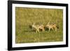 Black-Backed Jackal-Mary Ann McDonald-Framed Photographic Print