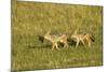 Black-Backed Jackal-Mary Ann McDonald-Mounted Photographic Print