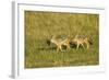 Black-Backed Jackal-Mary Ann McDonald-Framed Photographic Print