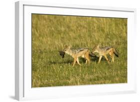 Black-Backed Jackal-Mary Ann McDonald-Framed Photographic Print