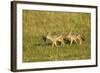 Black-Backed Jackal-Mary Ann McDonald-Framed Photographic Print