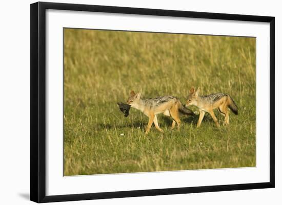 Black-Backed Jackal-Mary Ann McDonald-Framed Photographic Print