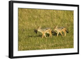 Black-Backed Jackal-Mary Ann McDonald-Framed Photographic Print