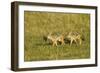 Black-Backed Jackal-Mary Ann McDonald-Framed Photographic Print