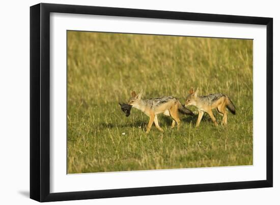 Black-Backed Jackal-Mary Ann McDonald-Framed Photographic Print