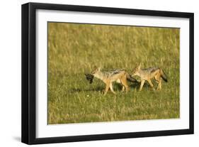 Black-Backed Jackal-Mary Ann McDonald-Framed Photographic Print