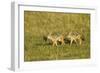 Black-Backed Jackal-Mary Ann McDonald-Framed Photographic Print