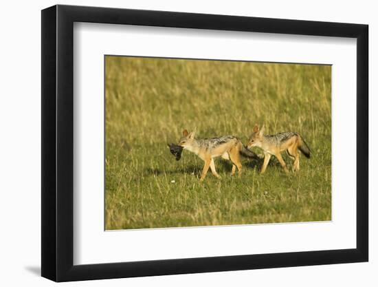 Black-Backed Jackal-Mary Ann McDonald-Framed Photographic Print