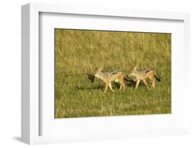 Black-Backed Jackal-Mary Ann McDonald-Framed Photographic Print