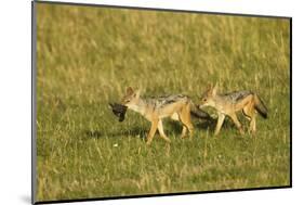 Black-Backed Jackal-Mary Ann McDonald-Mounted Photographic Print