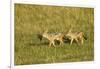 Black-Backed Jackal-Mary Ann McDonald-Framed Photographic Print