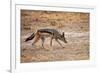 Black-Backed Jackal-Romas Vysniauskas-Framed Photographic Print