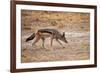 Black-Backed Jackal-Romas Vysniauskas-Framed Photographic Print