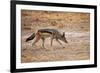 Black-Backed Jackal-Romas Vysniauskas-Framed Photographic Print