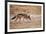 Black-Backed Jackal-Romas Vysniauskas-Framed Photographic Print