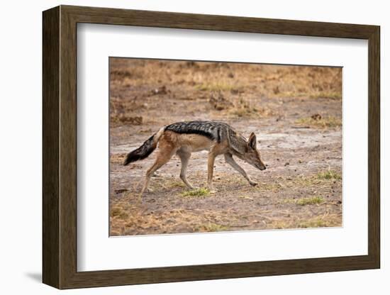 Black-Backed Jackal-Romas Vysniauskas-Framed Photographic Print