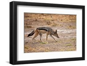 Black-Backed Jackal-Romas Vysniauskas-Framed Photographic Print