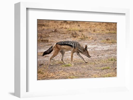 Black-Backed Jackal-Romas Vysniauskas-Framed Photographic Print