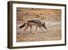 Black-Backed Jackal-Romas Vysniauskas-Framed Photographic Print