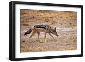 Black-Backed Jackal-Romas Vysniauskas-Framed Photographic Print