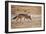 Black-Backed Jackal-Romas Vysniauskas-Framed Photographic Print