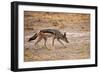 Black-Backed Jackal-Romas Vysniauskas-Framed Photographic Print