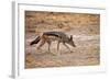 Black-Backed Jackal-Romas Vysniauskas-Framed Photographic Print