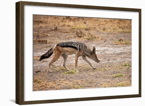 Black-Backed Jackal-Romas Vysniauskas-Framed Photographic Print