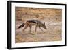 Black-Backed Jackal-Romas Vysniauskas-Framed Photographic Print