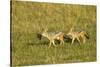 Black-Backed Jackal-Mary Ann McDonald-Stretched Canvas