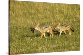 Black-Backed Jackal-Mary Ann McDonald-Stretched Canvas