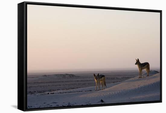 Black-Backed Jackals (Canis Mesomelas), Skeleton Coast, Namibia, Africa-Thorsten Milse-Framed Stretched Canvas