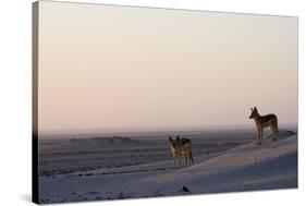 Black-Backed Jackals (Canis Mesomelas), Skeleton Coast, Namibia, Africa-Thorsten Milse-Stretched Canvas