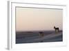 Black-Backed Jackals (Canis Mesomelas), Skeleton Coast, Namibia, Africa-Thorsten Milse-Framed Photographic Print