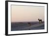 Black-Backed Jackals (Canis Mesomelas), Skeleton Coast, Namibia, Africa-Thorsten Milse-Framed Photographic Print