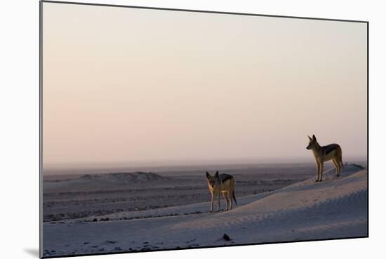 Black-Backed Jackals (Canis Mesomelas), Skeleton Coast, Namibia, Africa-Thorsten Milse-Mounted Photographic Print