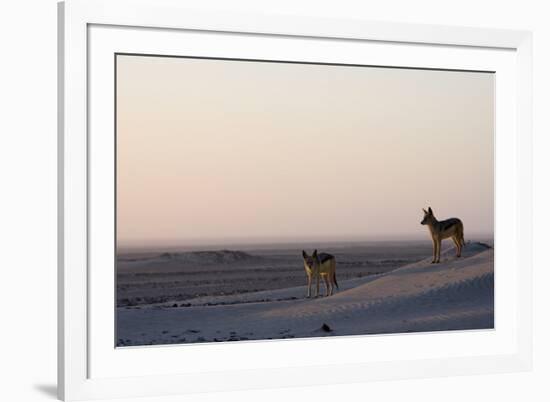 Black-Backed Jackals (Canis Mesomelas), Skeleton Coast, Namibia, Africa-Thorsten Milse-Framed Photographic Print