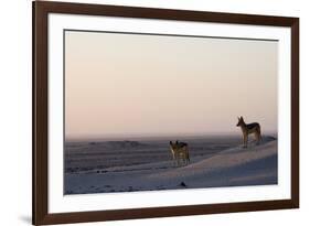 Black-Backed Jackals (Canis Mesomelas), Skeleton Coast, Namibia, Africa-Thorsten Milse-Framed Photographic Print