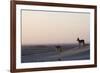 Black-Backed Jackals (Canis Mesomelas), Skeleton Coast, Namibia, Africa-Thorsten Milse-Framed Photographic Print