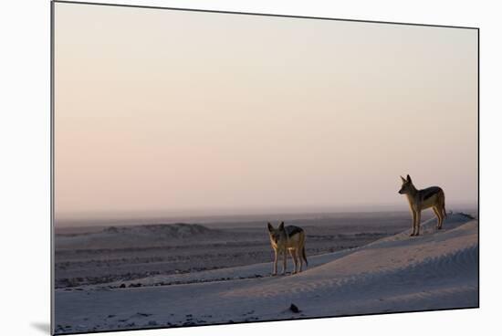 Black-Backed Jackals (Canis Mesomelas), Skeleton Coast, Namibia, Africa-Thorsten Milse-Mounted Photographic Print