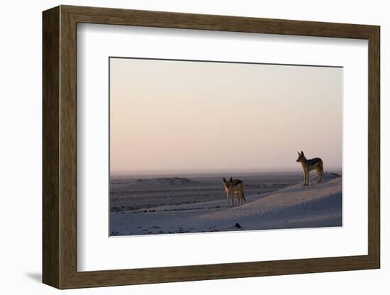 Black-Backed Jackals (Canis Mesomelas), Skeleton Coast, Namibia, Africa-Thorsten Milse-Framed Photographic Print