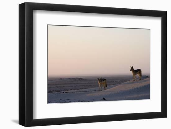 Black-Backed Jackals (Canis Mesomelas), Skeleton Coast, Namibia, Africa-Thorsten Milse-Framed Photographic Print